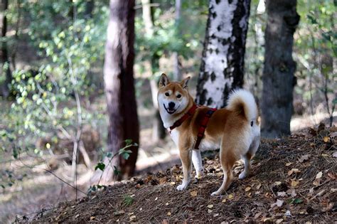 Shiba Inu Grooming: Bathing, Shedding, And Why They Don't Need Trims