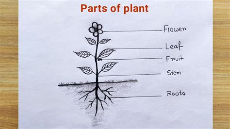 How To Draw A Plantdraw Different Parts Of Plantplant Drawing Easy ...