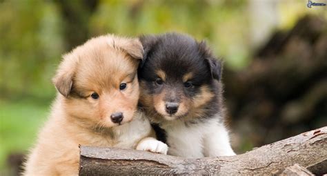 Beautiful Sheltie breed puppies wallpapers and images - wallpapers ...