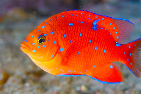 Garibaldi,beautiful but a bit evil https://subseasystems.blogspot.com/2019/01/cool-and-crazy ...