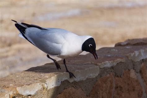 30 Types of Seagulls: A Fascinating Look at Their Diversity