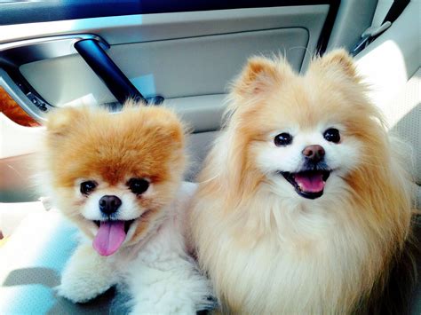 🔥 Free download Animals dogs pets pomeranian Boo wallpaper 2048x1536 [2048x1536] for your ...