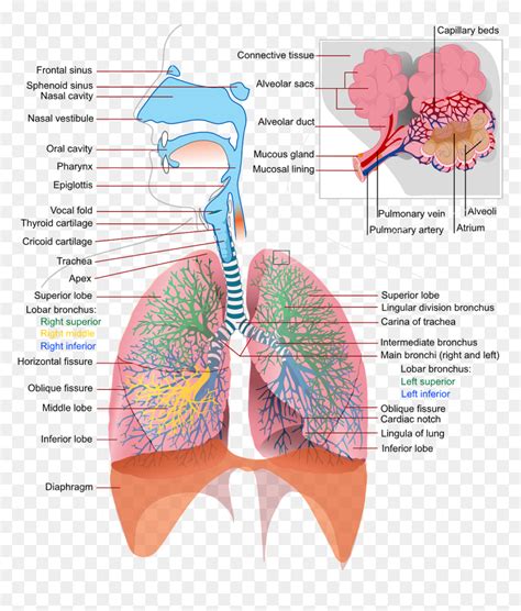 Detailed Respiratory System Labeled, HD Png Download - vhv