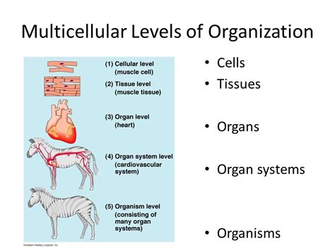 Organization of Multicellular Organisms (Cells, Tissues, Organs, Organ Systems) | 83 plays | Quizizz