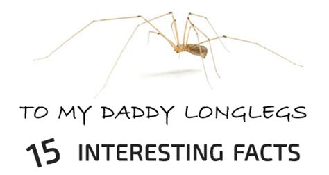 16 Fascinating Facts About Daddy Longlegs | Daddy long, Daddy, Fun facts