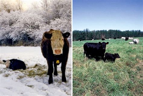 The right time for calving depends on your farm — and you - Alberta Farmer Express