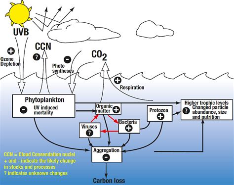 Effect of ozone depletion on Antarctic marine microbes — Australian ...