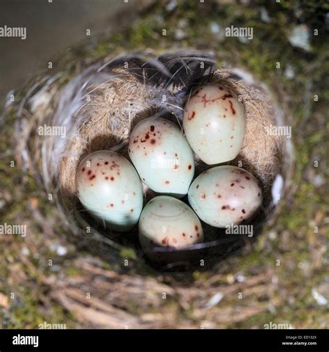 Nest of Chaffinch (Fringilla coelebs) with eggs Stock Photo: 76856386 - Alamy