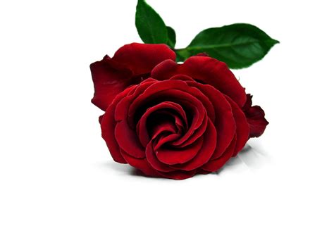 Red Rose Wallpapers, Pictures, Images