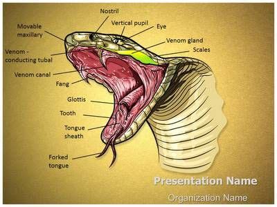 Snake Mouth Anatomy