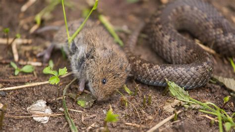 What Eats Field Mouse? - Ecolifely