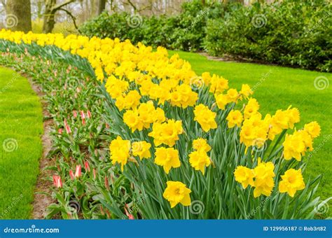 Flower Bed with Yellow Daffodil Flowers Blooming in the Keukenhof ...