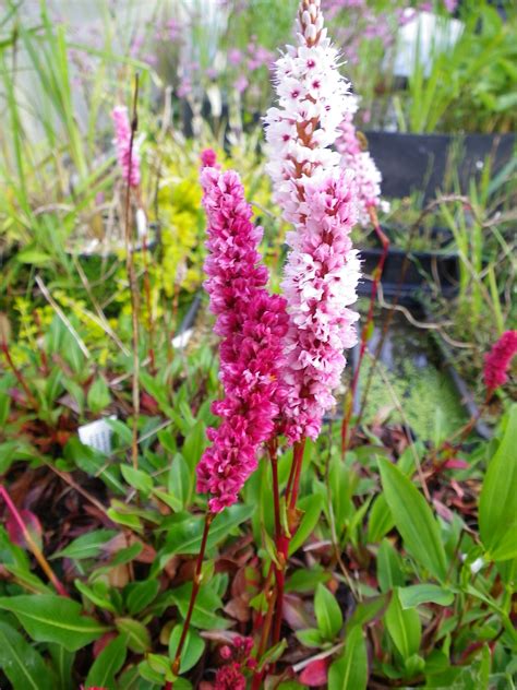 Persicaria affine superba - Devon Pond Plants