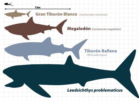 Tiburones Ballena