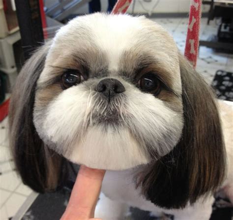 Awesome Doggies Mobile Grooming's Top Cuts for Pups - Awesome Doggies Mobile Pet Grooming