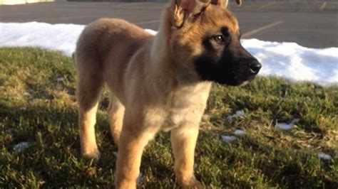 German Shepherd Akita Mix For Sale | PETSIDI