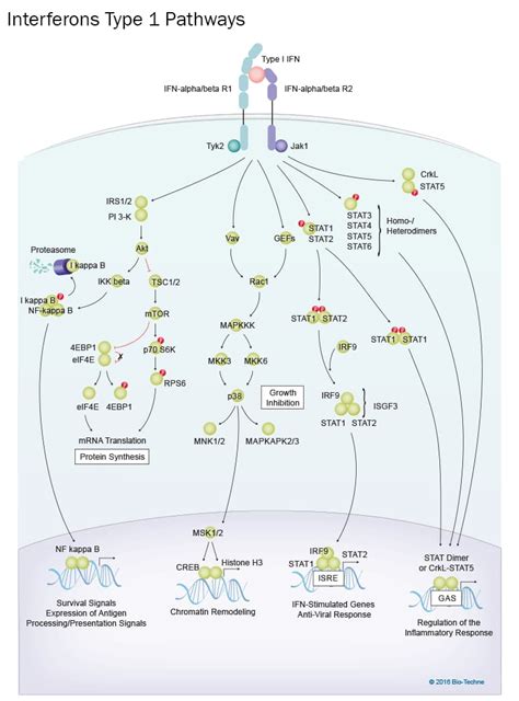 Type I Interferon Signaling Pathways