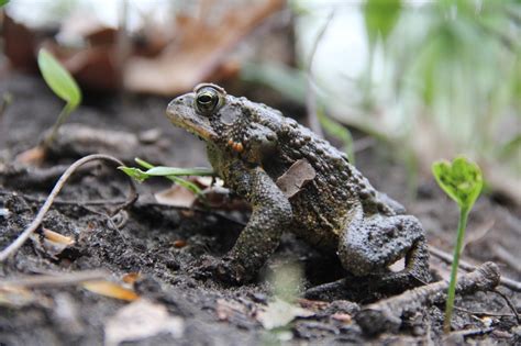 Isabella Conservation District Environmental Education Program: Native Species Profile ...