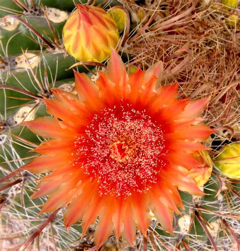 Barrel Cactus Bloom | Cactus pictures, Cactus flowers, Barrel cactus