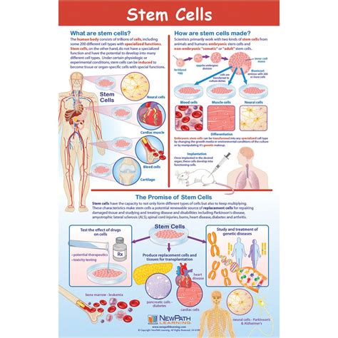 Stem Cells Poster | Carolina Biological Supply