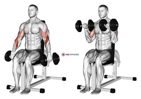 Dumbbell Seated Reverse Grip Biceps Curl - Home Gym Review