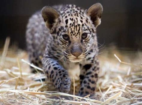 jaguar cub | Cute & Furry | Pinterest