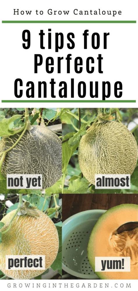 How to Grow Cantaloupe: 9 Tips for Growing Cantaloupe | Growing ...