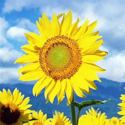 Sunflower Live Wallpaper - Apps on Google Play