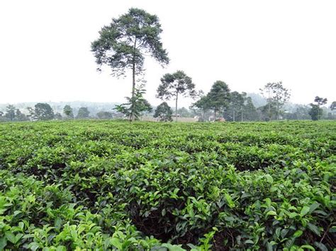 Kebun Teh Kemuning (Tawangmangu, Indonesia) - Review