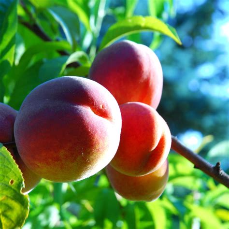 Red Haven Peach Tree Online — Growing Home Farms