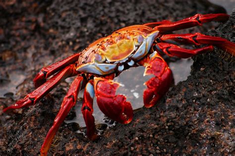 Crab Galapagos Ecuador · Free photo on Pixabay