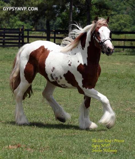 Denae Rogue's blog: Cheap Real Horses for Sale