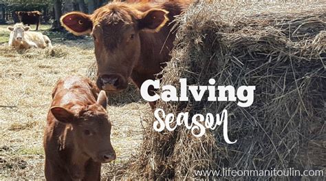 Calving Season ~ A Day in the Life of a Farmer #FarmVoices #OntAg