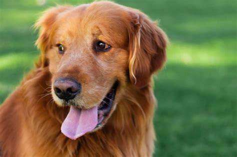 Red Golden Retriever: The King of Goldens - Marvelous Dogs