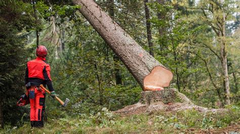 Cutting Down Trees Contributes To Global Warming Because at Wm McMillan ...