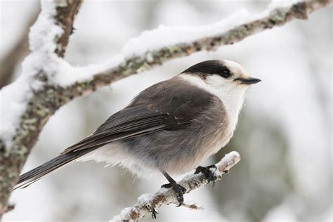 Wild Profile: Meet the Canada jay | Cottage Life