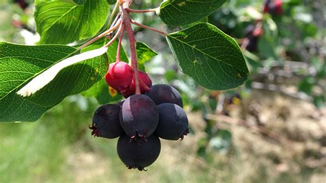 Growing Saskatoon Berries in the Home Garden - Horticulture