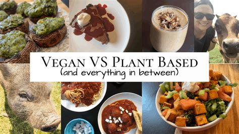 Vegan vs Plant Based (and everything in between) – VeggL