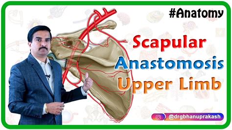 Scapular Anastomosis - Upper Limb Gross Anatomy , Dr G Bhanu Prakash ...