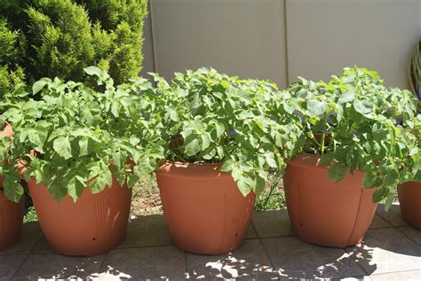 Growing Potatoes in Containers | How to Grow Potatoes in Pots | Balcony Garden Web