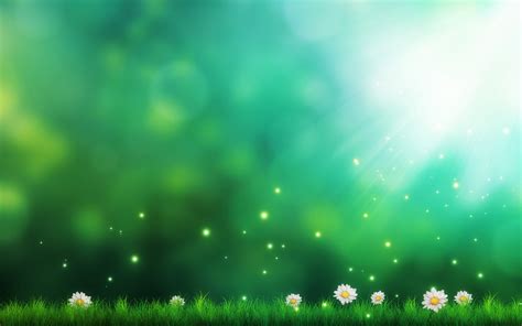 Rays of sun and white daisies HD wallpaper | Wallpaper Flare