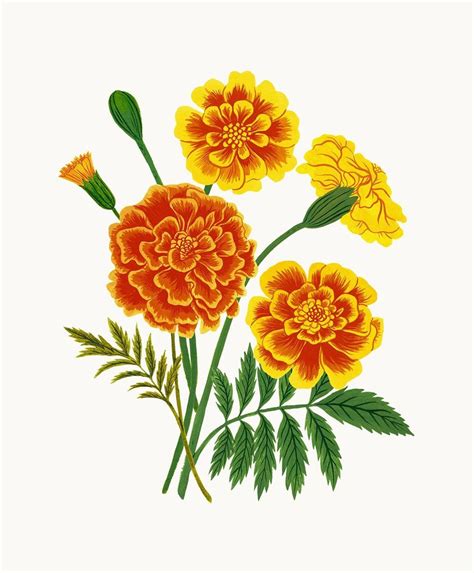 How To Draw Marigold Flower - How To Draw