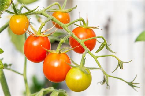 How Do I Know When My Tomatoes Are Ripe?