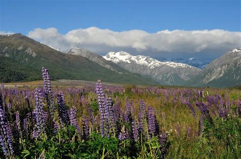 7 of the Best Regional Parks in New Zealand - GO Explore NZ