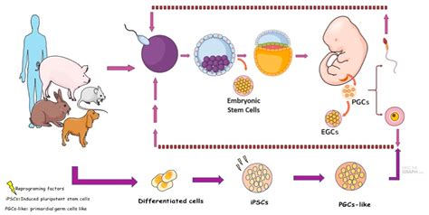 Animals | Free Full-Text | Step by Step about Germ Cells Development in Canine