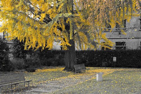 Otoño anaranjado | El patio exterior del Colegio de Fonseca,… | Flickr