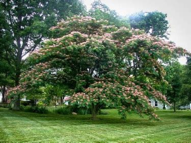 The Mimosa Tree Complete Guide | How to Grow & Care for Mimosa Trees