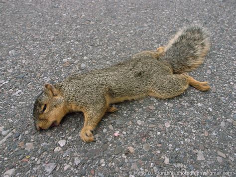 Squirrel, Dead in Road | Spotted the poor squirrel, dead in … | Flickr