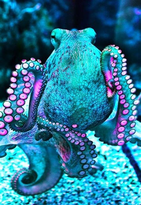 Bring Color To Your Day With These 18 Ridiculously Stunning Creatures ...