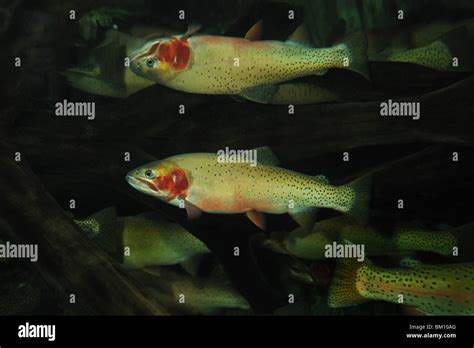 Cutbow trout hi-res stock photography and images - Alamy